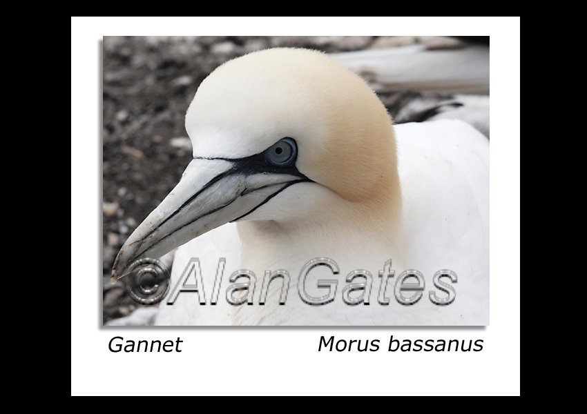 Gannet